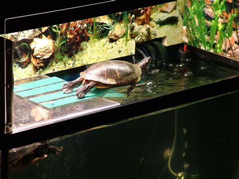 Good Idea To Re Use The Basking Platform Most Turtles Are Too Heavy To