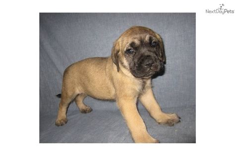 Meet Holly A Cute Mastiff Puppy For Sale For 1200 Akc English