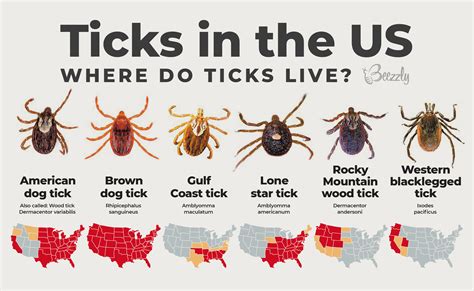 Can Ticks Drown Detailed Guide From Beezzly