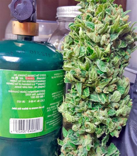 Vente De Graines De Cannabis Blue Kush Autoflowering