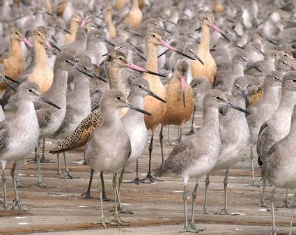 A group of hens is called a brood, while a group of penguins is a colony. Collective Nouns for Birds - Flock Names