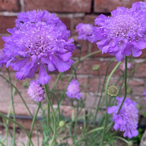 Scabiosa Caucasica Butterly Blue Scabious Butterfly Blue In