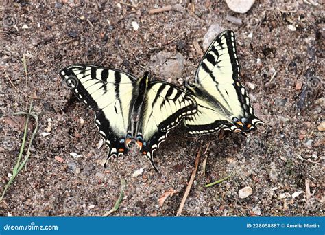 Canadian Tiger Swallowtail Royalty Free Stock Photography
