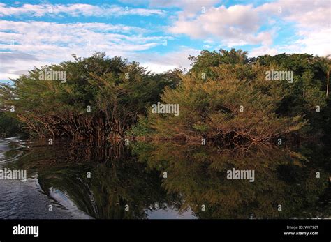 The Rainforest In The Waters Of The Rio Jauperi Affluent Of The Amazon