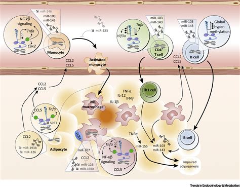 The Emerging Role Of Epigenetics In Inflammation And Immunometabolism