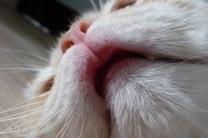 A canker sore on the inside of the lip can appear as a white or yellow open wound surrounded by inflamed tissue. Swollen Upper Lip in Cat - Is It Serious Problem for Pet's ...