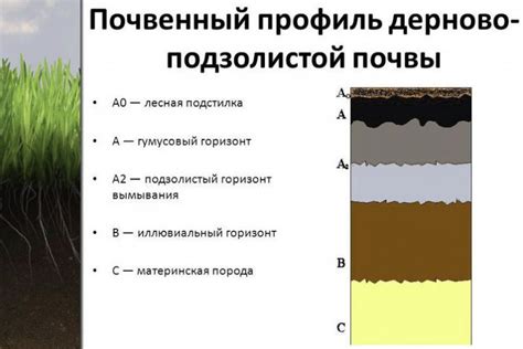 Дерново-подзолистые почвы: условия образования, строение ...