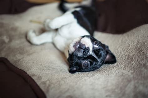 9 Fun Facts About Boston Terriers Mental Floss