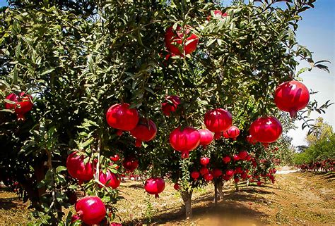 Wonderful Pomegranate For Sale The Tree Center