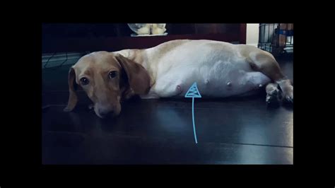 57 Days Pregnant Dachshund Puppies Moving Youtube