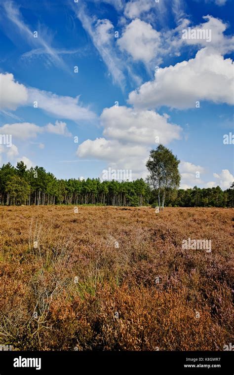 Heather Moorland In Kempen Forests North Brabant The Netherlands