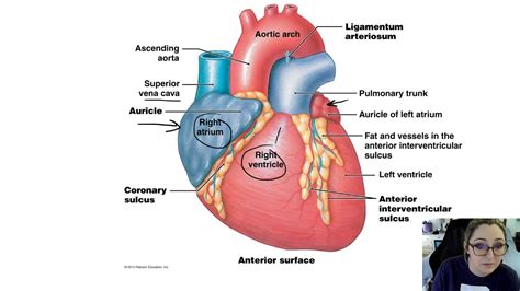 Human Biology Cardiovascular System Youtube