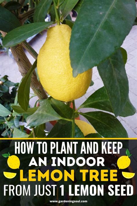 How To Plant And Keep An Indoor Lemon Tree From Just 1 Lemon Seed