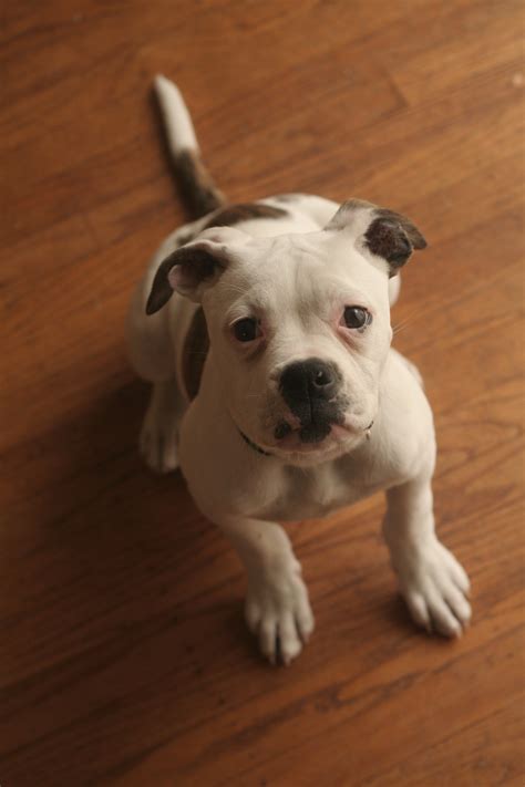 Fileamerican Bulldog Libby At 5 Months Wikimedia Commons