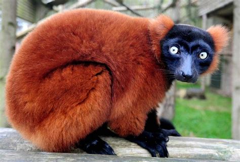 Red Ruffed Lemur Varecia Rubra キツネザル 動物 キツネ