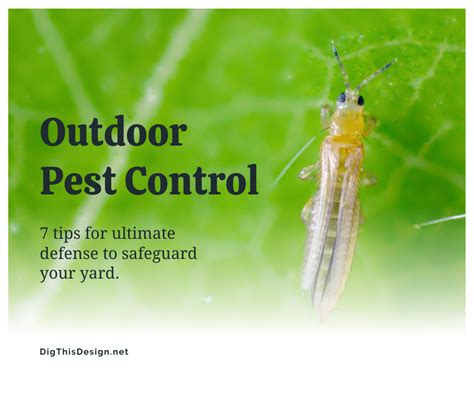 Outdoor Pest Control 7 Tips For Ultimate Defense To Safeguard Your