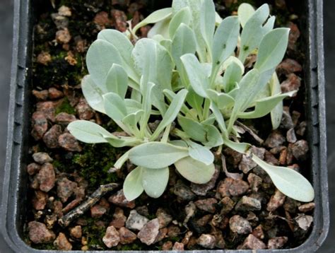 Lus na sceallaí (ga) especie de planta (es); Mertensia maritima, huître végétale