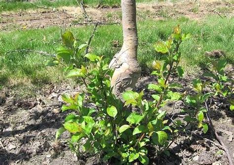 When fully grown breaking it yields an apple and an apple sprout. Preventing tree sprouts | Crab apple, Tree roots, Garden