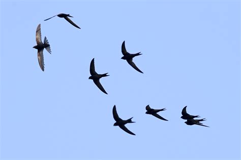 Free Photo Birds Flying Animal Bird Flying Free Download Jooinn
