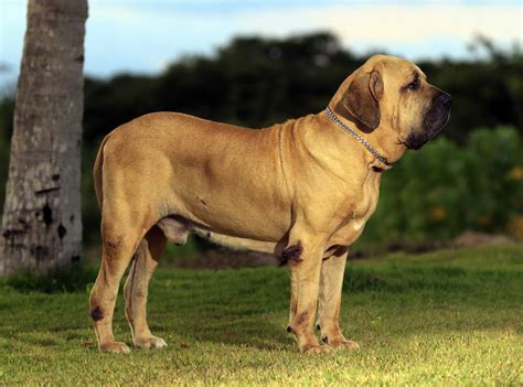 Os filhotes não nascem com a língua azul. Pin by Teofilo Lacroze III on Perros Fila | Dog breeds ...