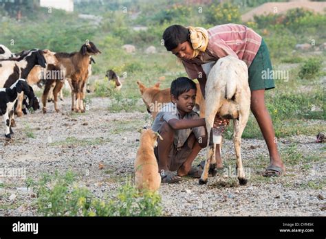 Indian Goat Herder Boys Milking Goats In The Indian Countryside Andhra