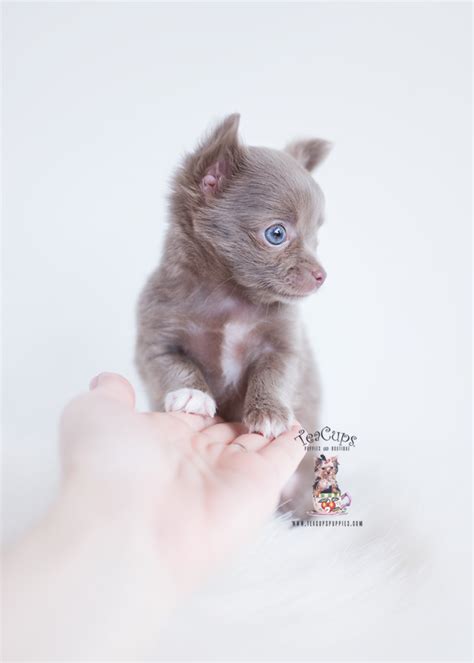 Teacup chihuahua puppies for sale as well. Blue Fawn French Bulldog Puppy | Teacups, Puppies & Boutique