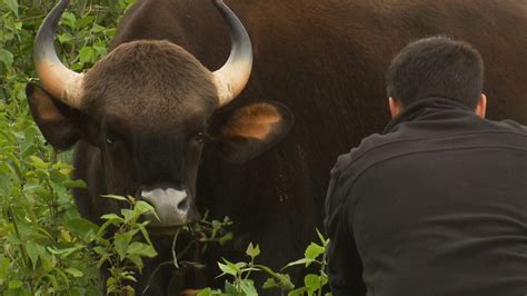 Encountering The Worlds Largest Wild Cattle Indian Gaur  Flickr