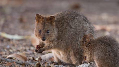 The Quokka A Small Marsupial Native To Australia Is Known As The