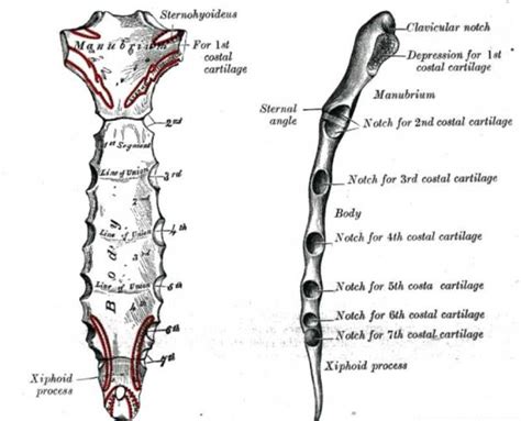 Figure Sternum This Illustration Shows Anterior Statpearls