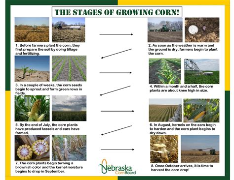 Nebraska Corn Kernels Corn Production Stages