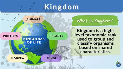 Kingdom Definition And Examples Biology Online Dictionary