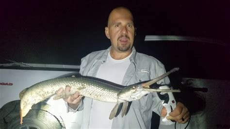 Ohio River Night Fishing - Why I Don't Kill Alligator Gar - YouTube