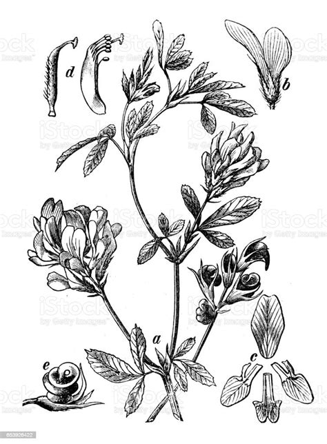 Botanik Pflanzen Antik Gravur Abbildung Medicago Sativa Stock Vektor