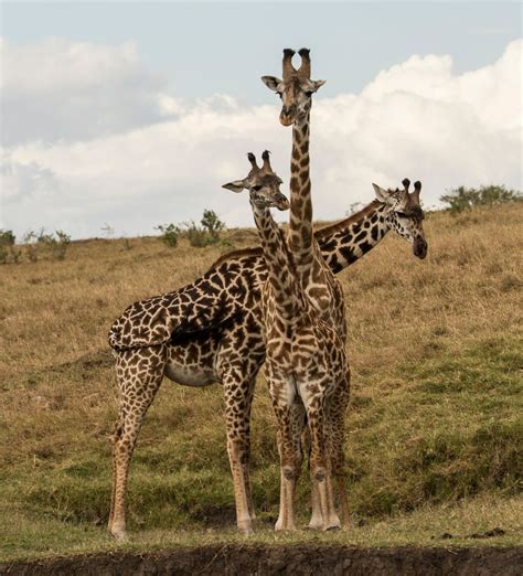 Giraffen Foto And Bild Tiere Wildlife Säugetiere Bilder Auf Fotocommunity