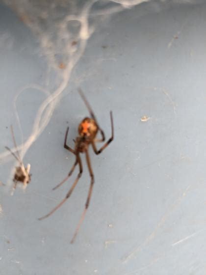 Brown Widow Spider Latrodectus Geometricus Latrodectus Geometricus