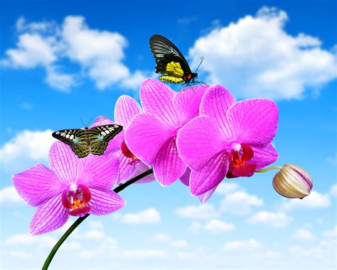 Butterflies On Pink Orchids