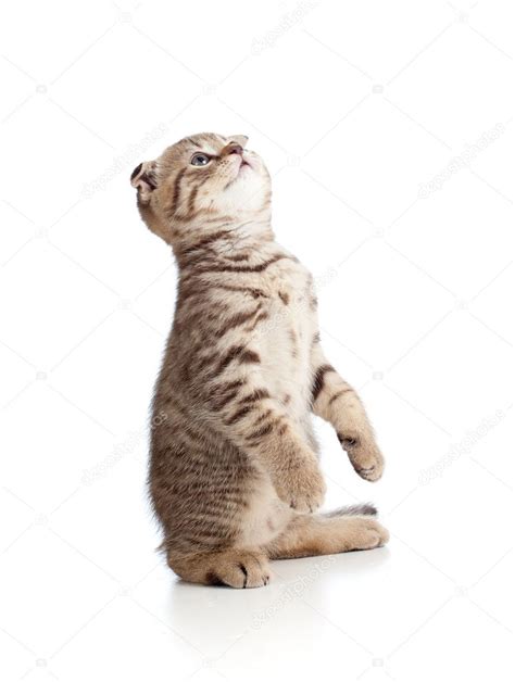 Funny Playful Cat Is Jumping Isolated On White Background