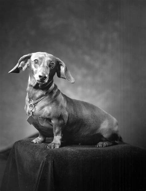 Old Portraits Of Dogs In The Photographic Studio ~ Vintage Everyday