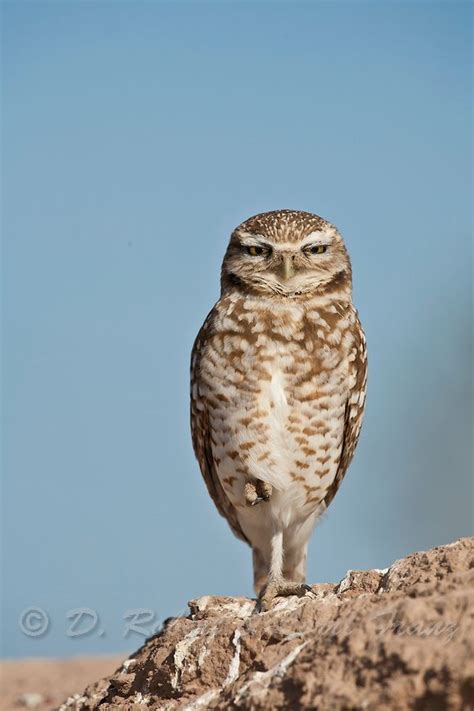 Burrowing Owl Yellowstone Nature Photography By D