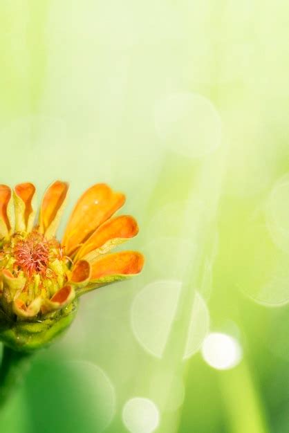 Premium Photo Blooming Orange Flower In A Garden Macro Shot