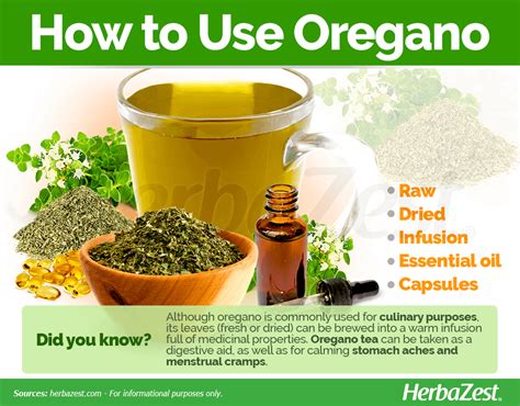 The Many Health Benefits Of Oregano And How To Use It Sports Health