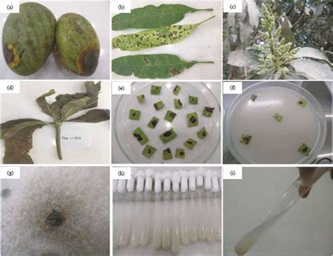 Morphological Characterization Of Colletotrichum Gloeosporioiedes