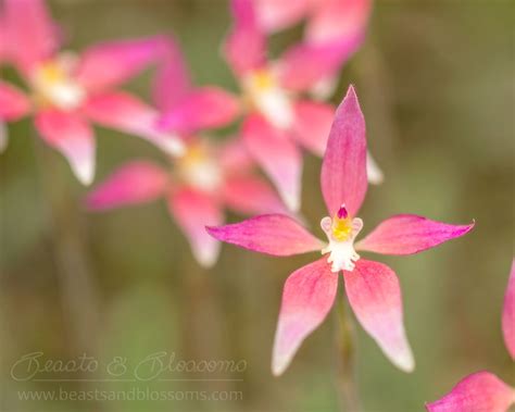 Spectacular Spider Orchid Cowslip X Pink Fairy Hybrid