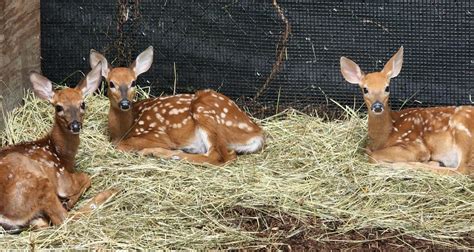 Buttonwood Park Zoo Welcomes 3 White Tailed Fawns To Herd
