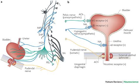 Efferent Pathways Of The Lower Urinary Tract A Innervation Of The Download Scientific Diagram