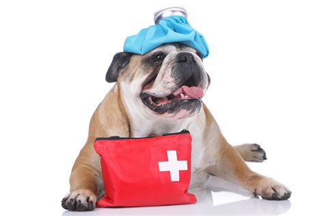Basic First Aid Tips For Your Pets Atx Animal Clinic