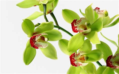 Green Orchid Wallpapers On Wallpaperdog