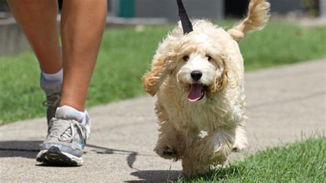 5 Second Trick To Tell If Its Too Hot To Walk Your Dog Outside Today