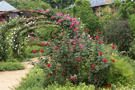 Climbing Rose Support Structures Tyres2c