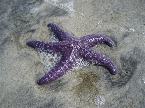Starfish Come In Purple Purple Starfish Surprises